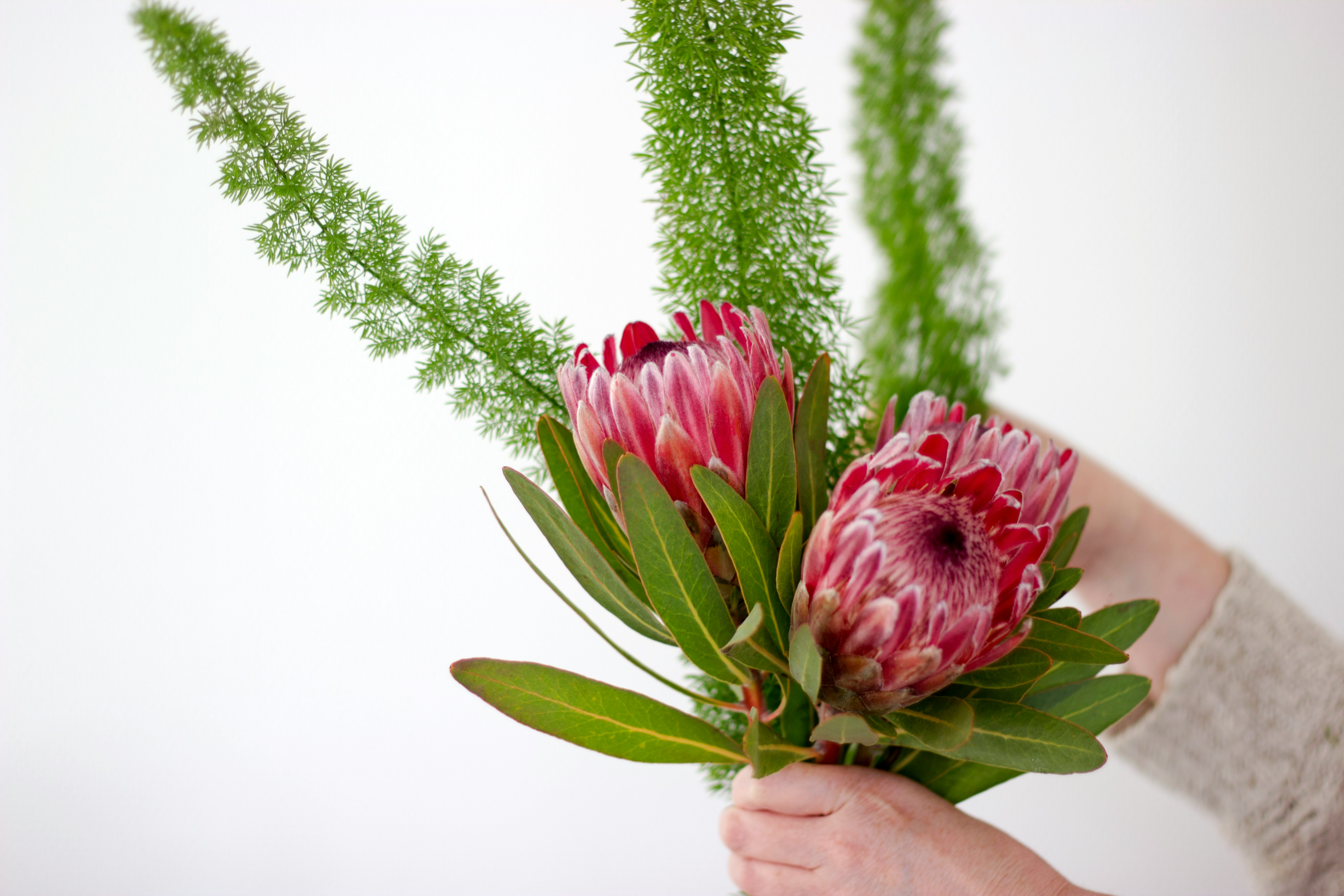 person holding pink flowers